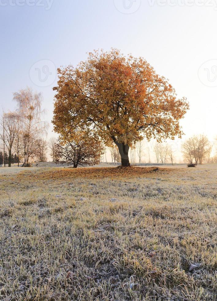 otoño a invierno foto