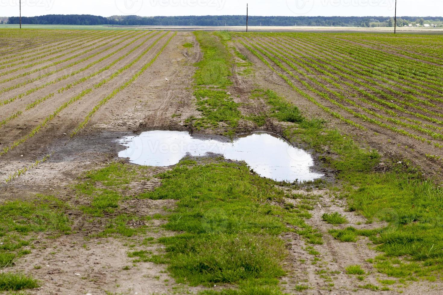 road in a field photo