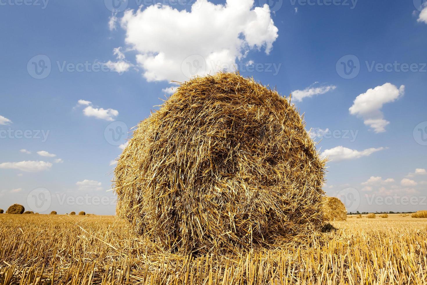 packed straw , cereals photo