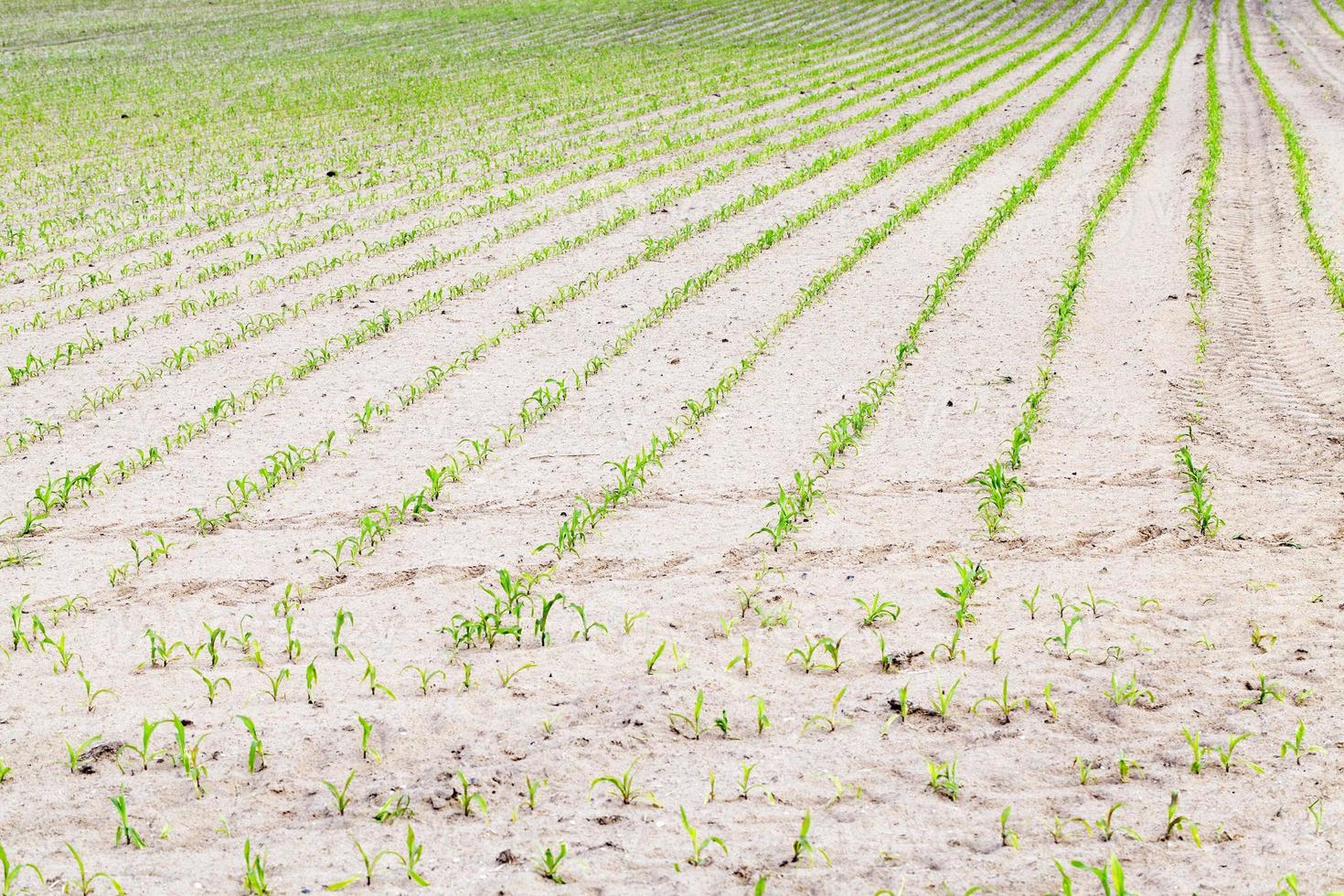 young sprout of corn photo