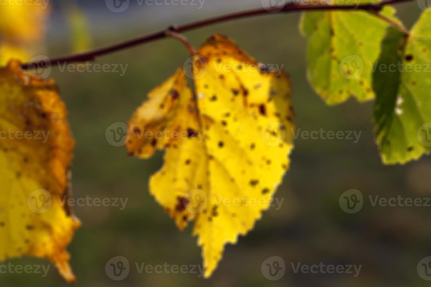 autumn in the park photo