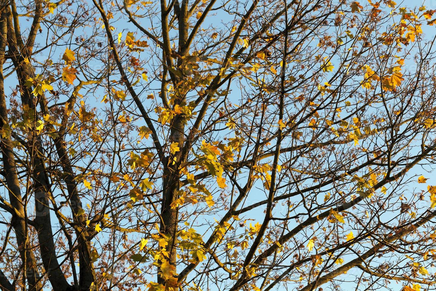 Yellow maple foliage photo