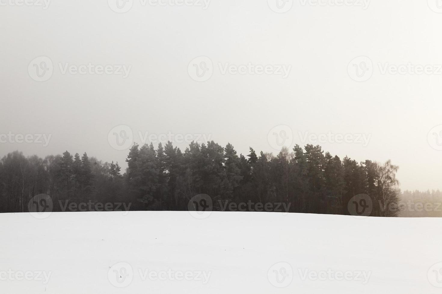 Trees in winter photo