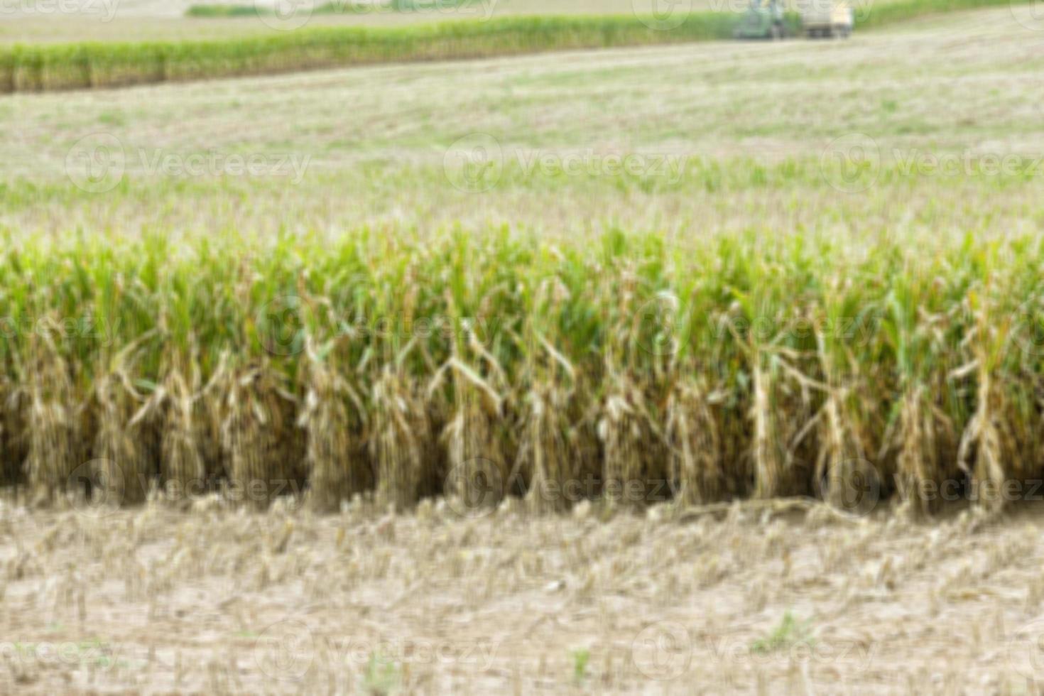 collection corn crop, close-up photo