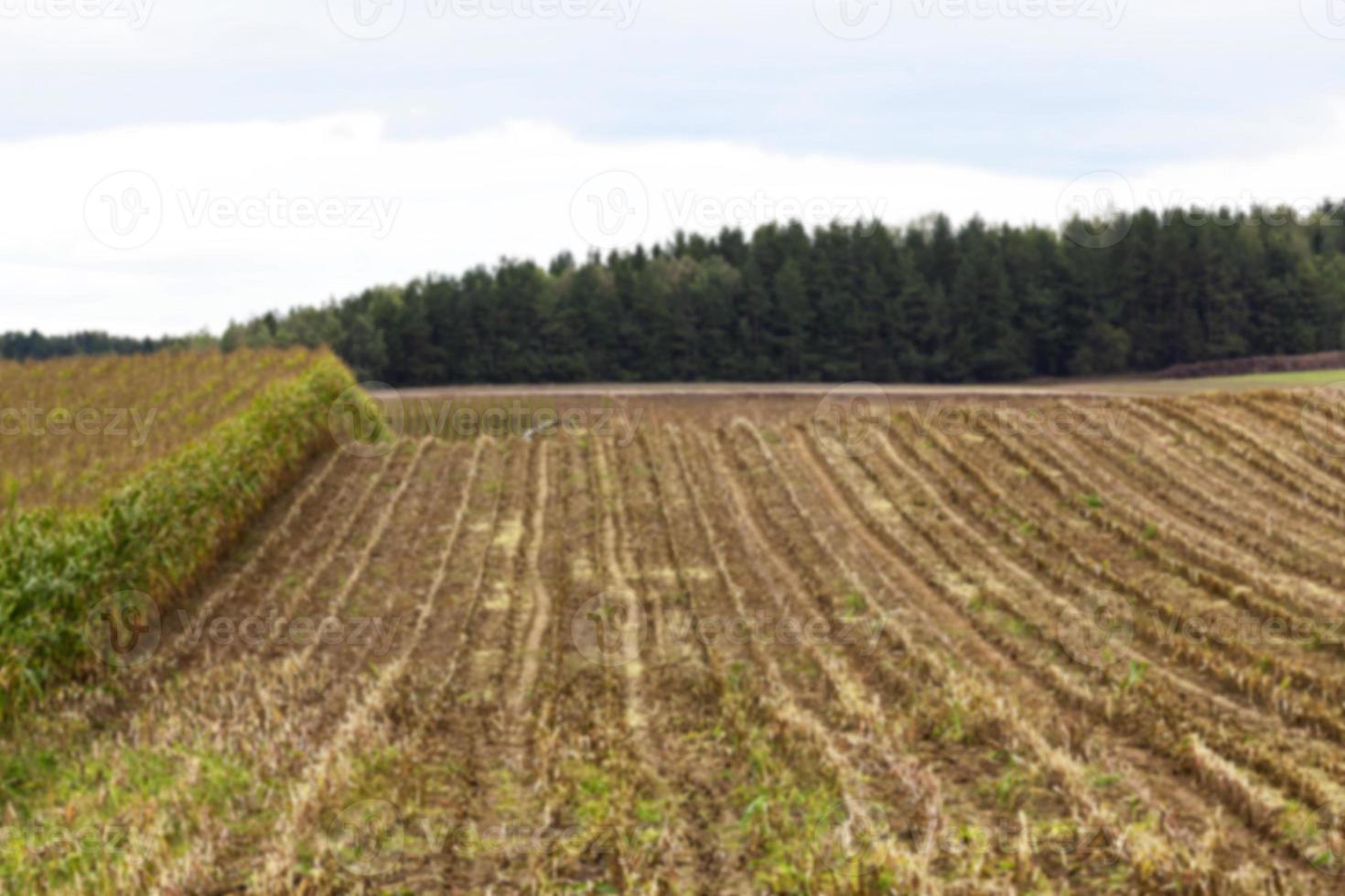 collection corn crop, close-up photo