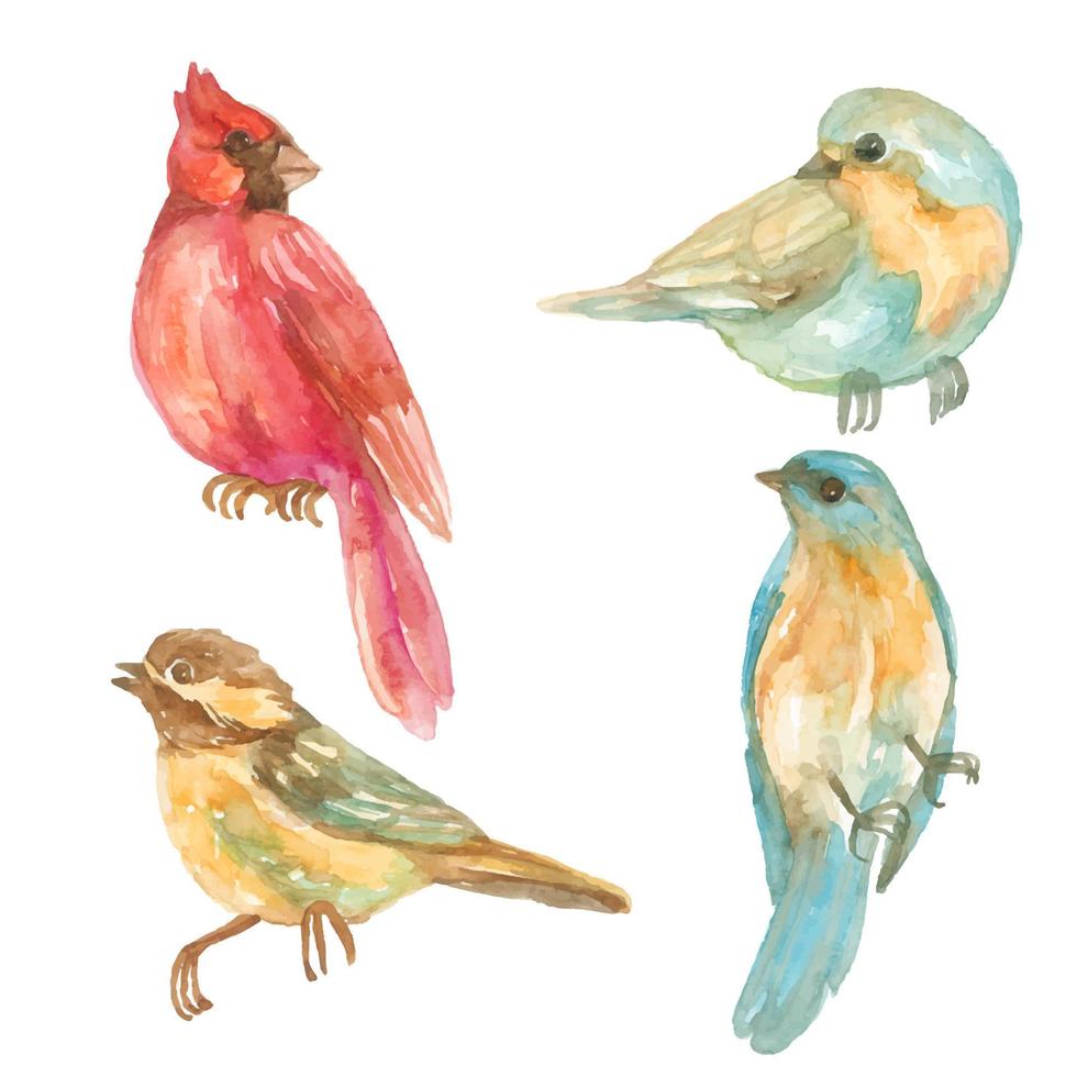 bird watercolor illustration collection vector