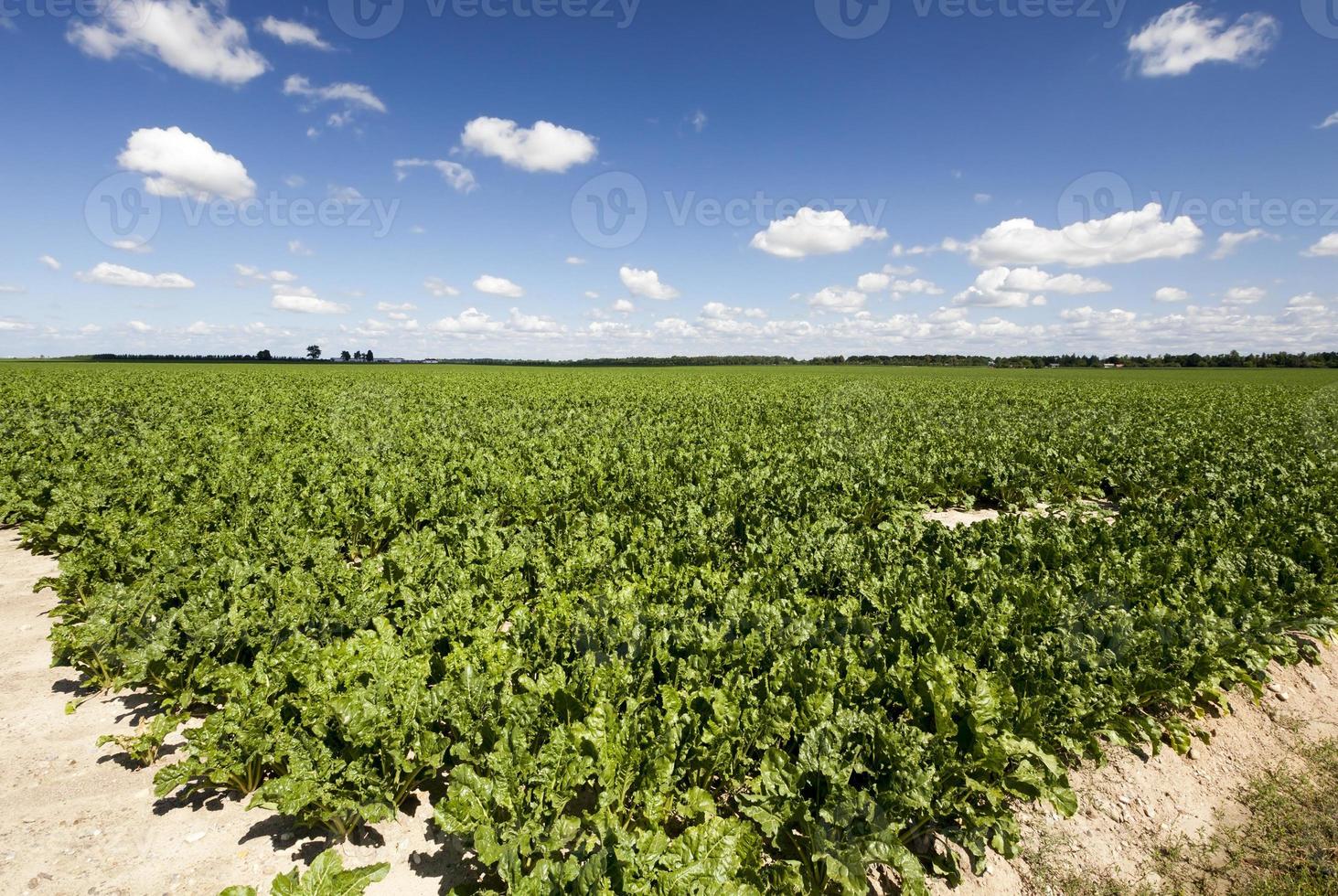 Sugar beet field photo