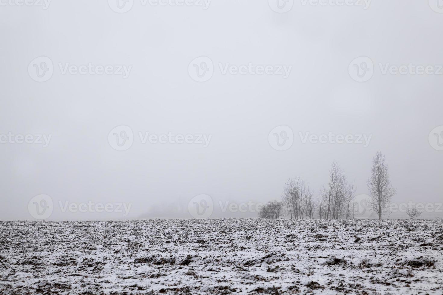 snow covered trees in the winter photo