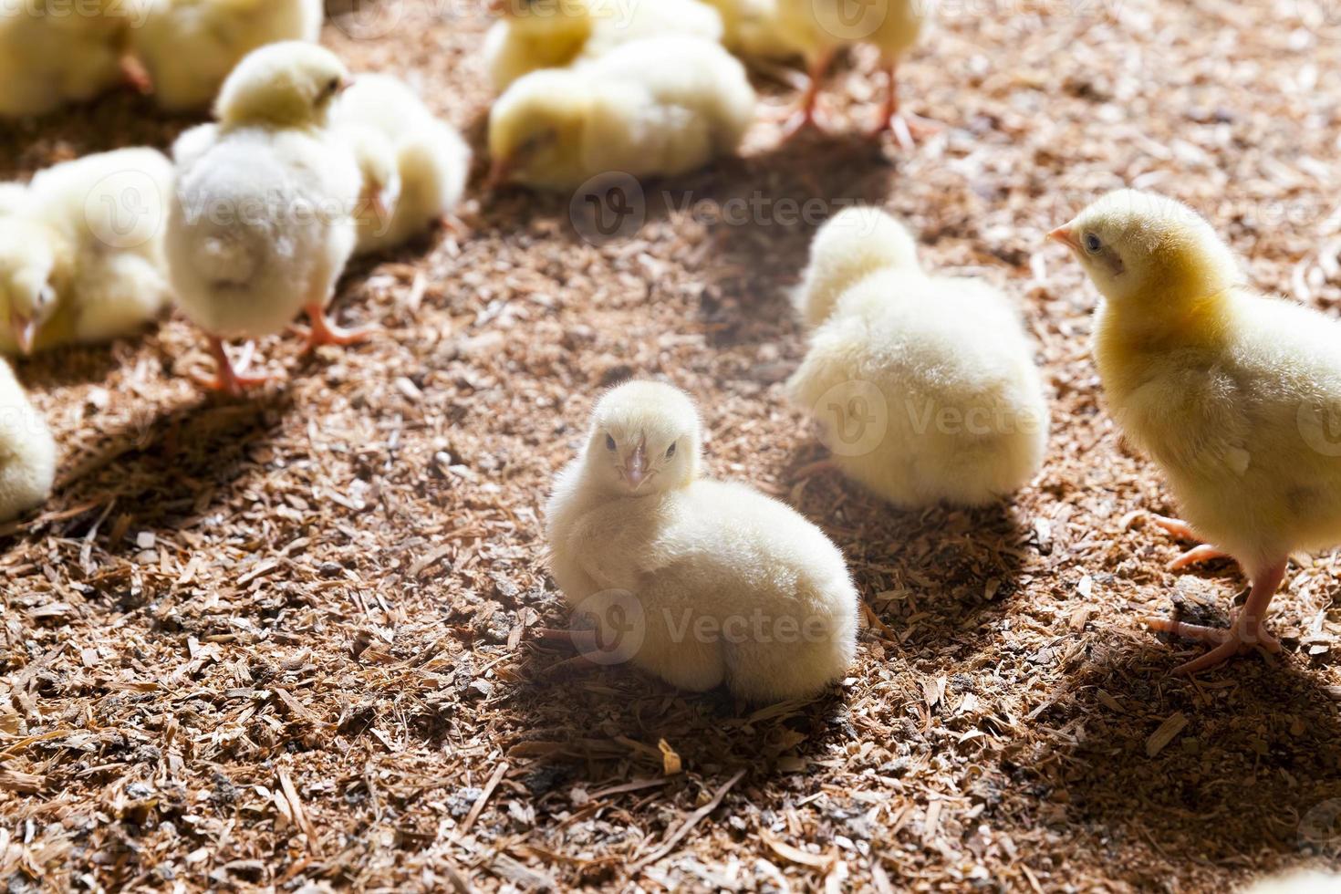 pollitos de pollo en una granja avícola foto