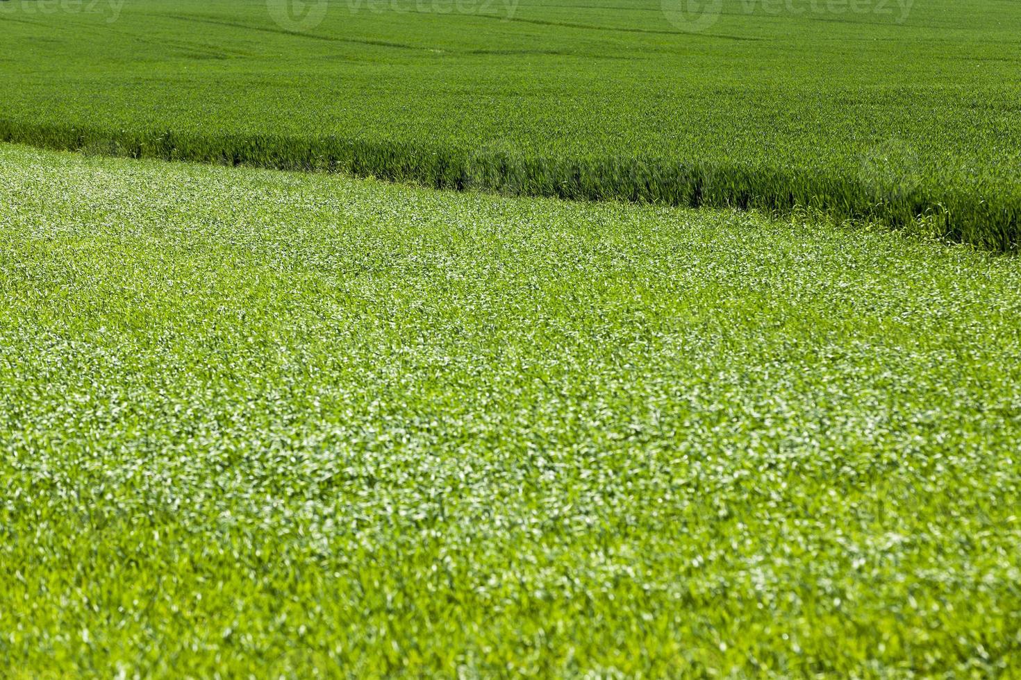 green field with cereal photo