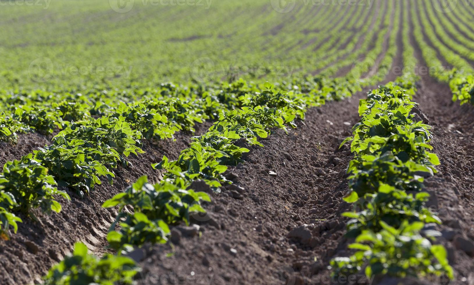 Agriculture. Green potatoes photo