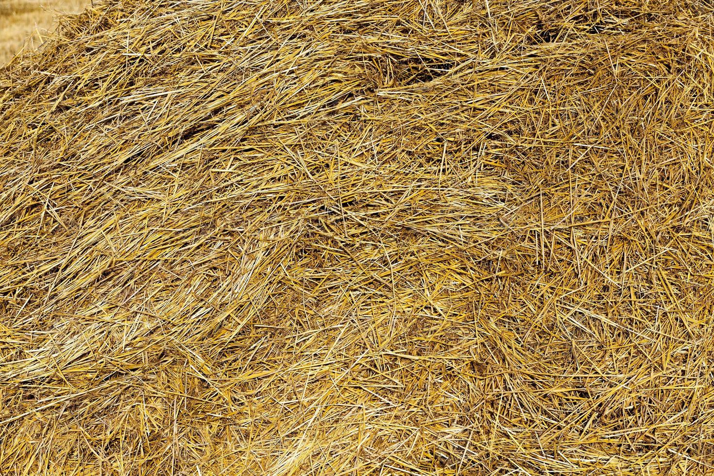 farm field cereals photo