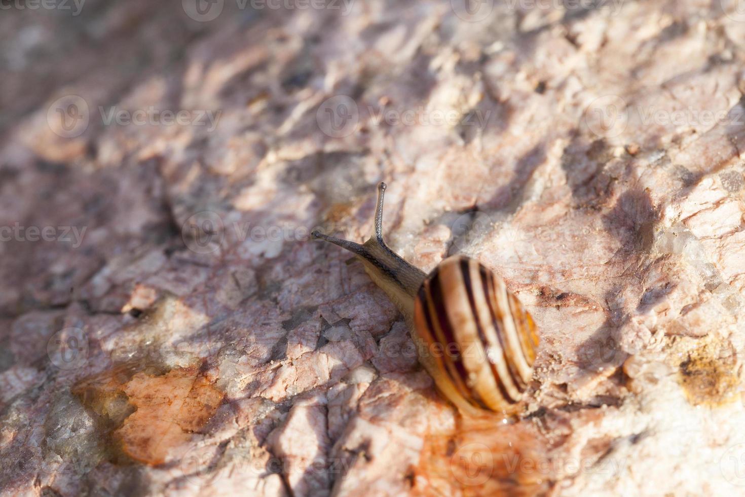 grape snail crawling on its territory photo