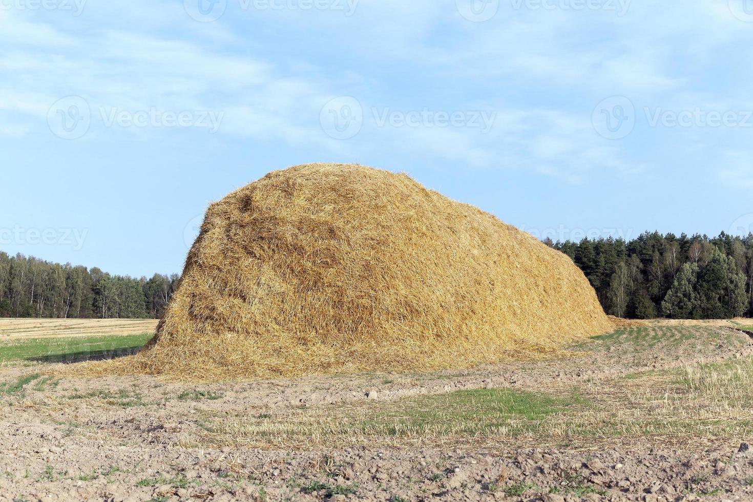 stack of straw in the field photo