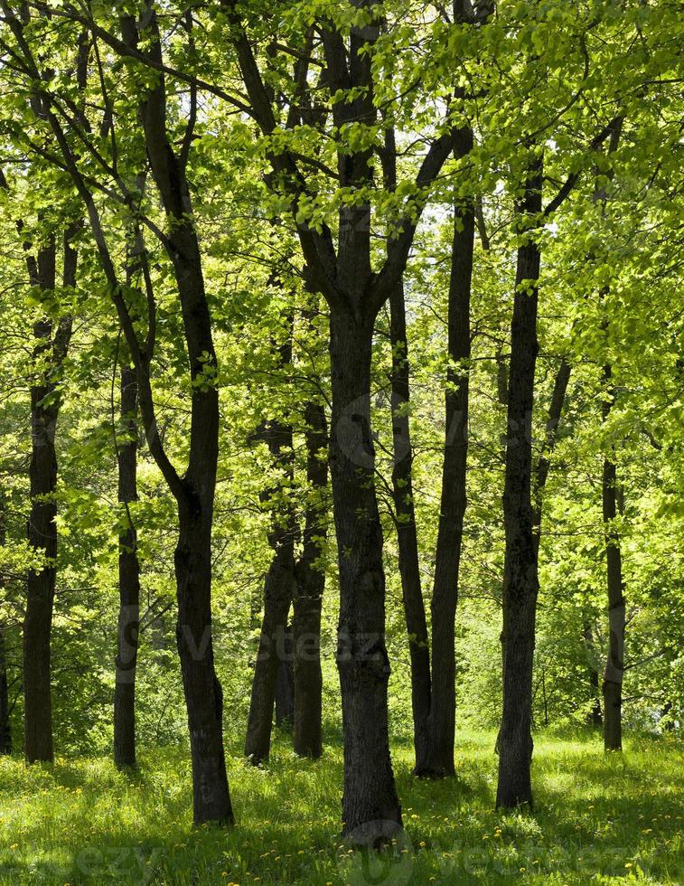 Trees in summer photo