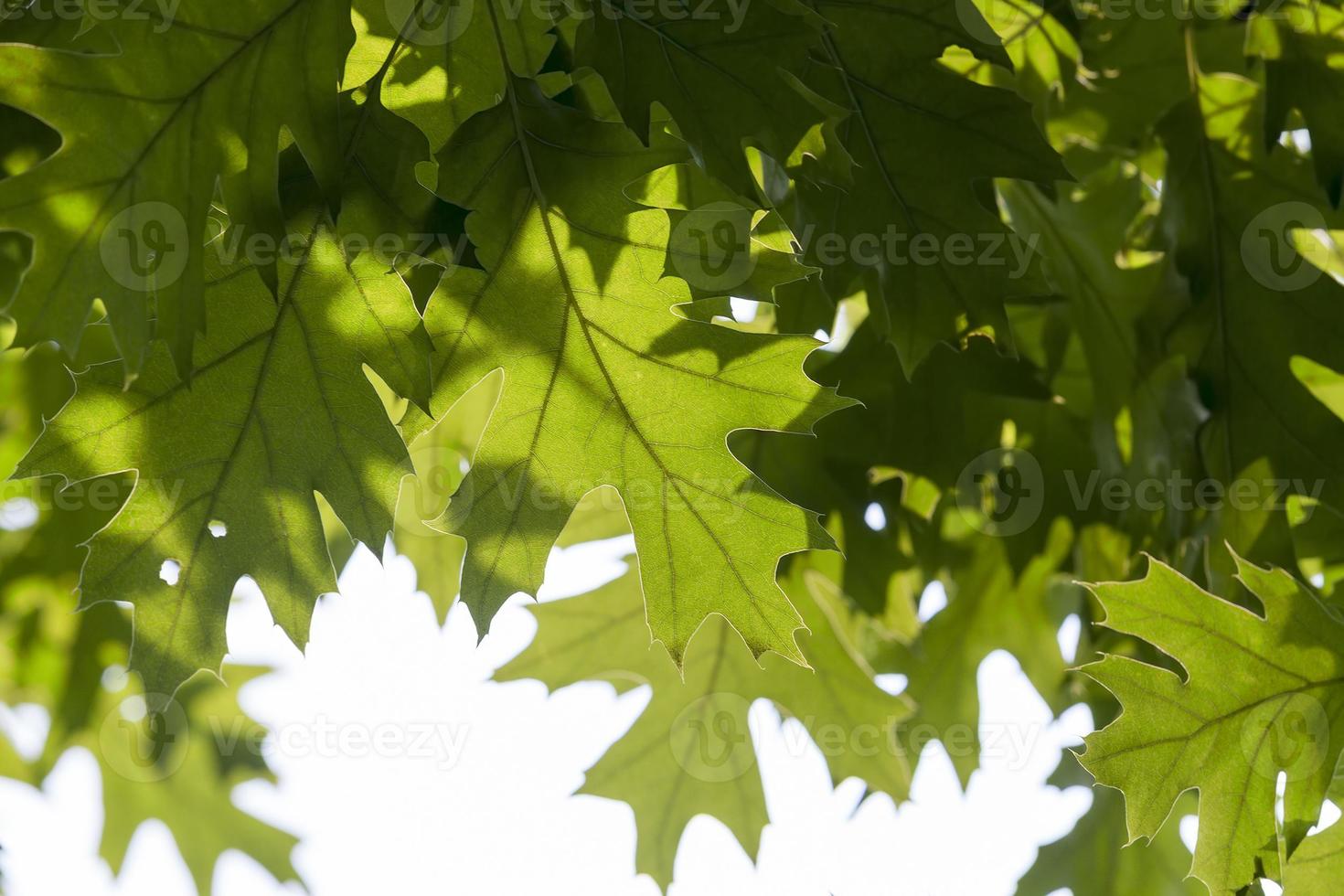 green spring oak photo