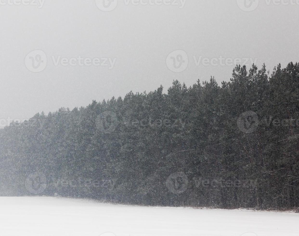 Snow drifts in winter fog photo