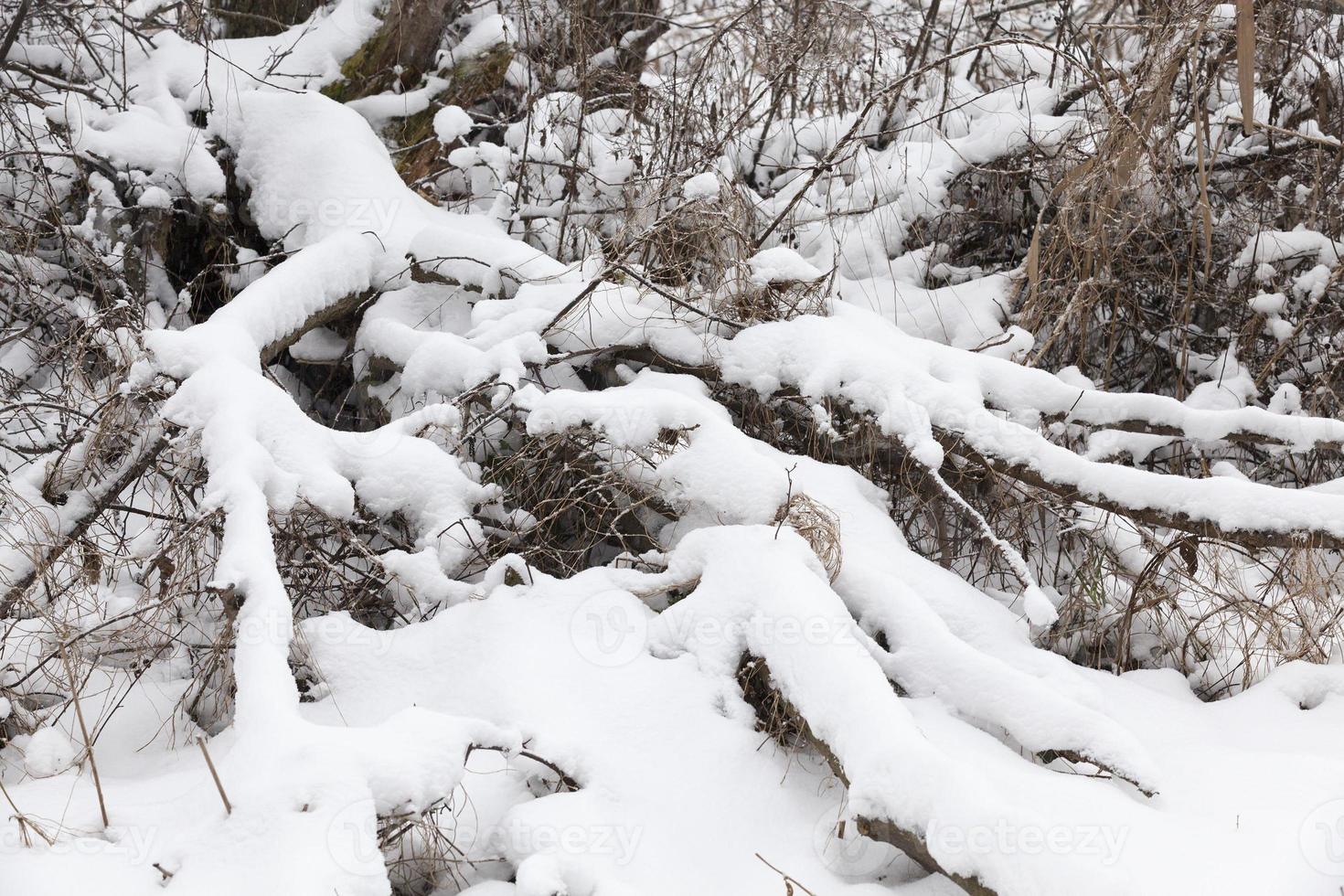 Snow drifts in winter tree photo