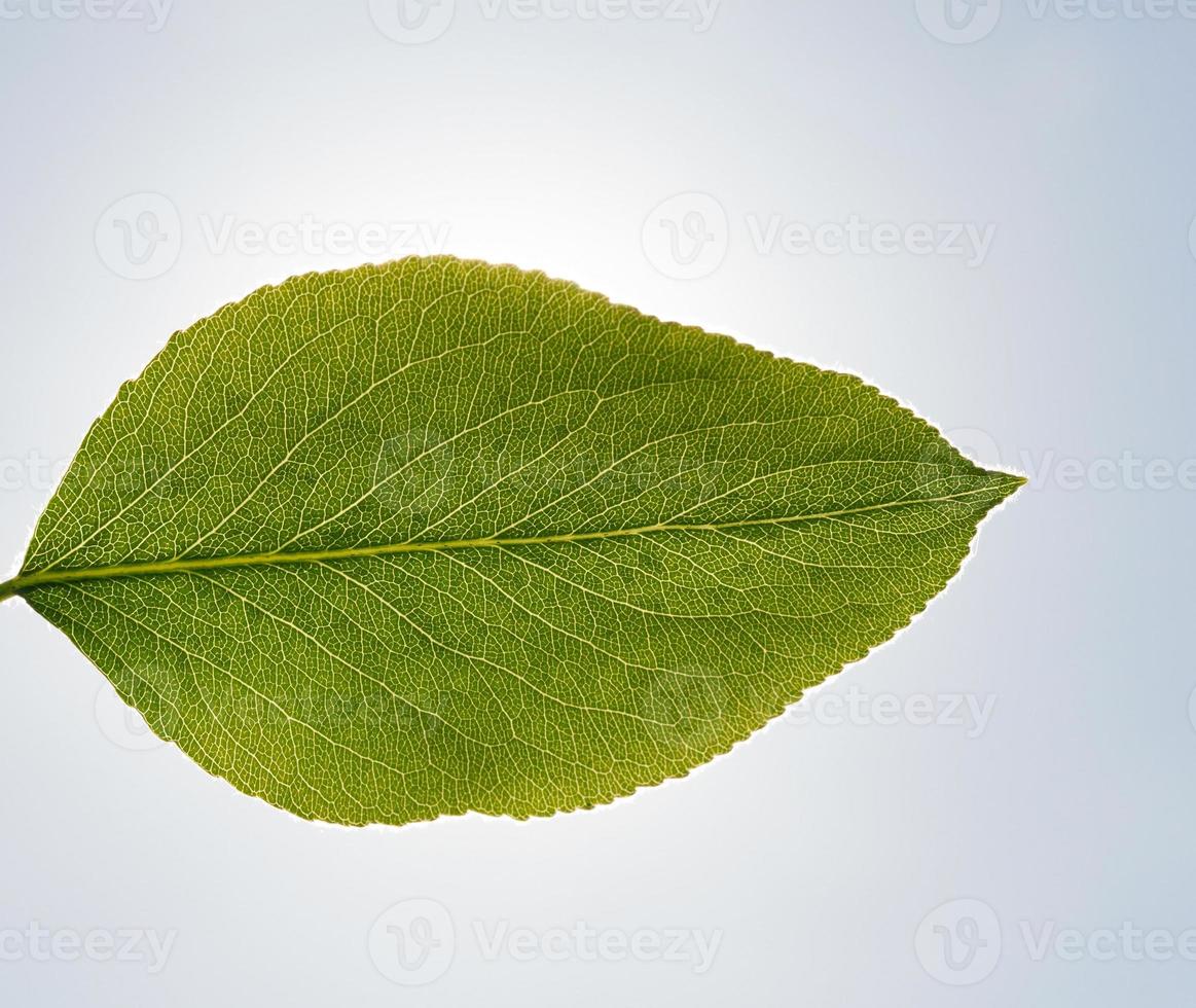 Spring orchard leaf pear photo