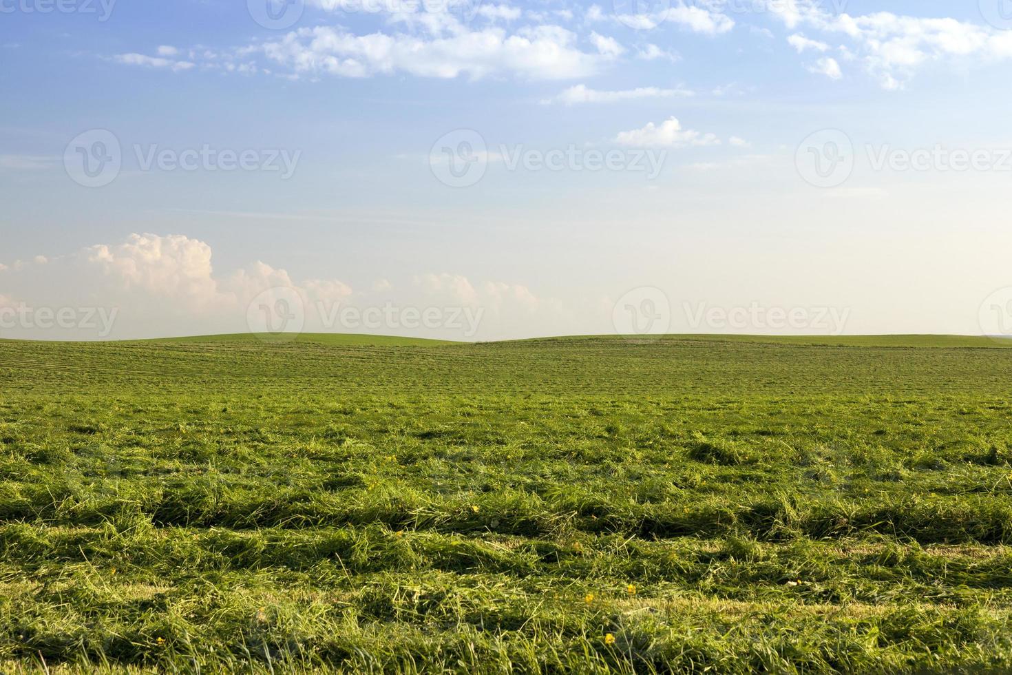 campo agrícola con hierba verde foto