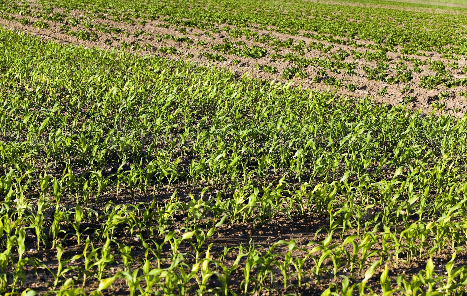 corn sprouts , close up photo