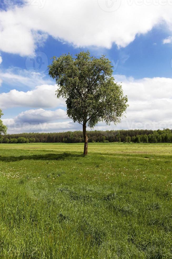 tree in the field photo