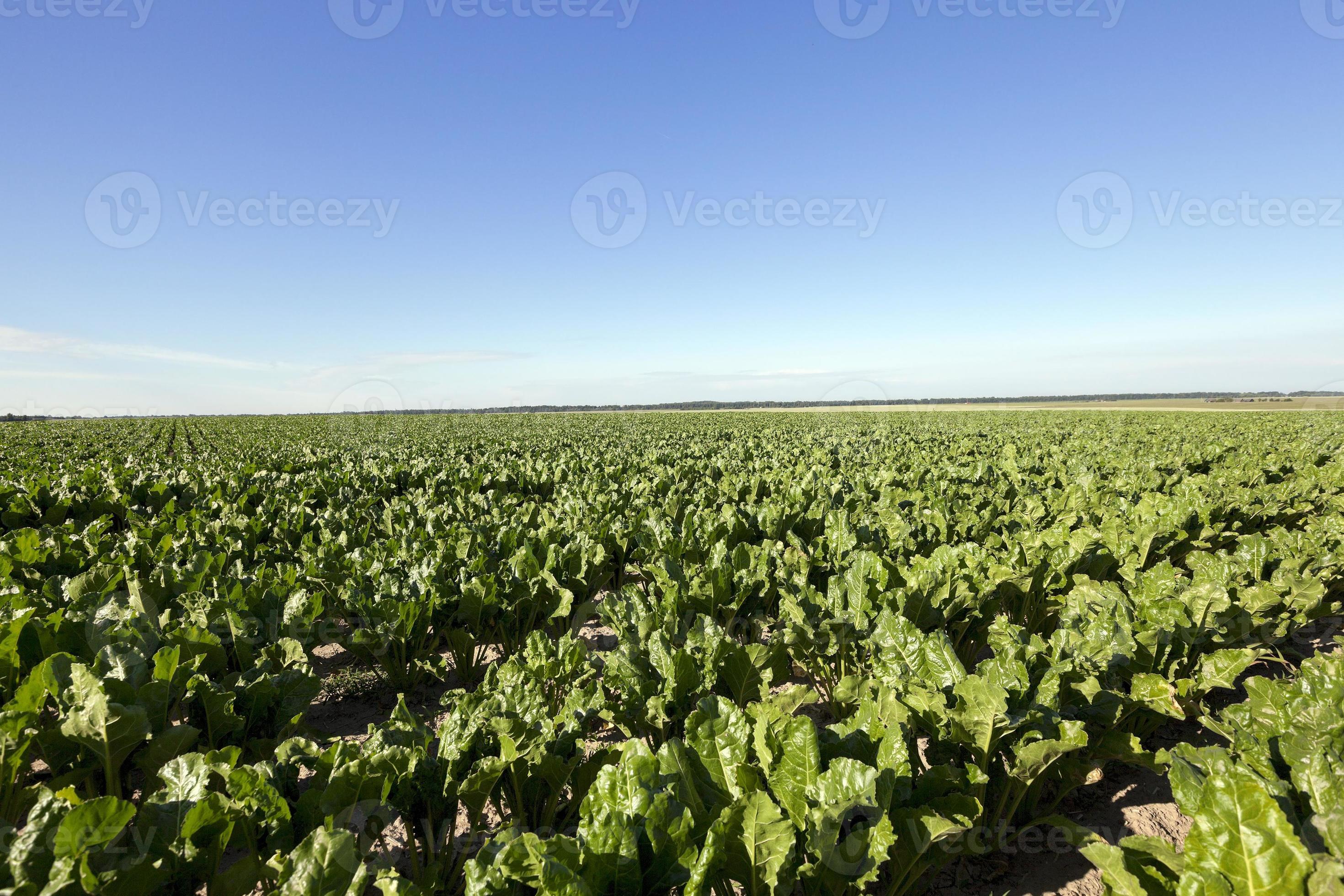 Field with sugar beet 9494945 Stock Photo at Vecteezy