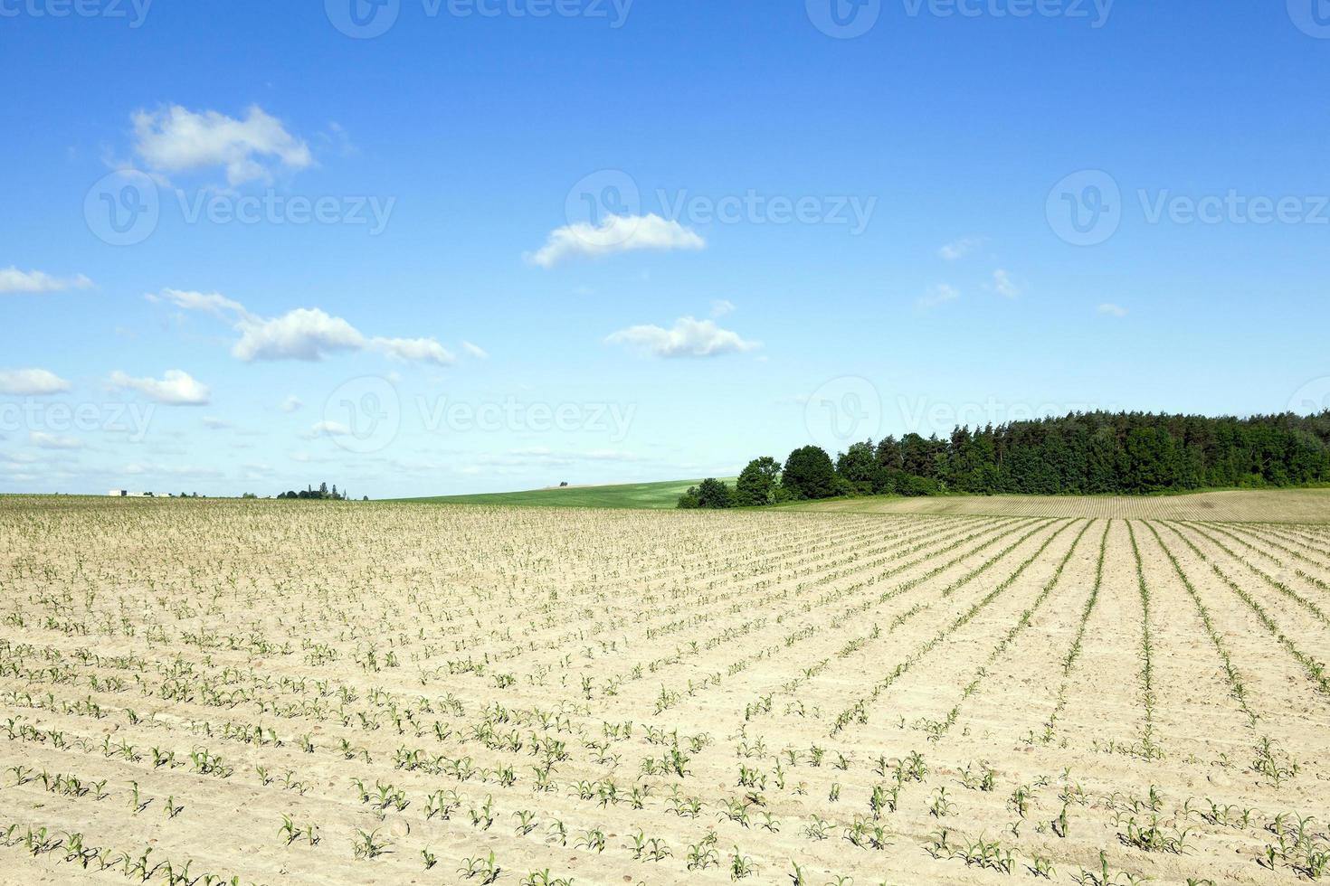 Corn field, summer photo