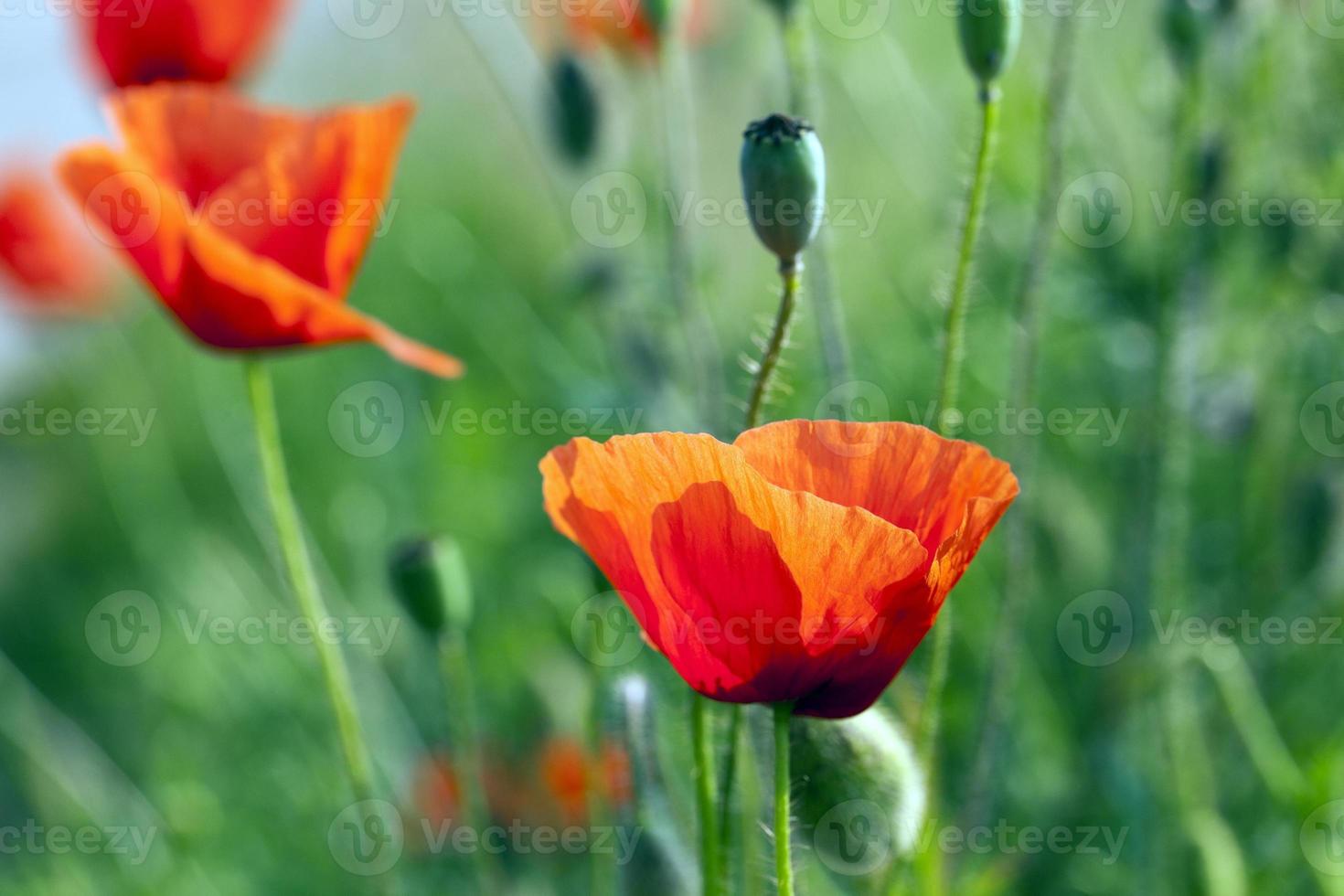 blooming red poppies photo