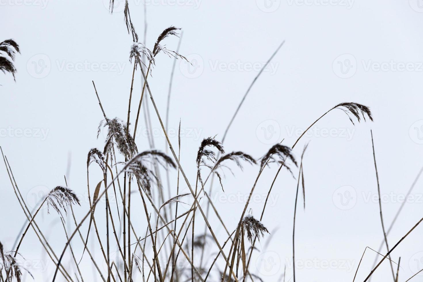 Dry plants in winter photo