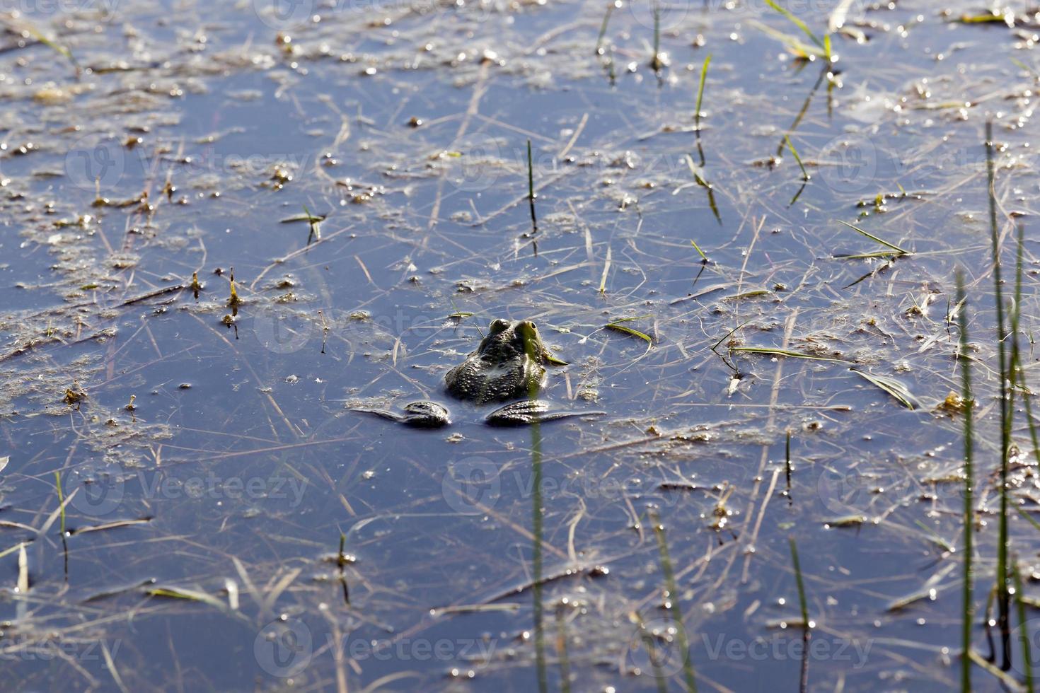 pantano con ranas foto