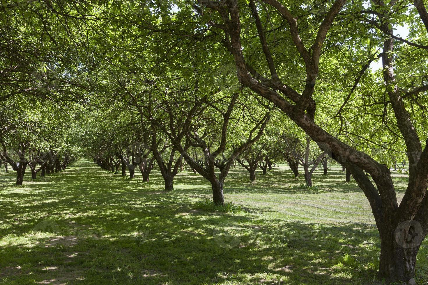 Trees in the park, summer photo