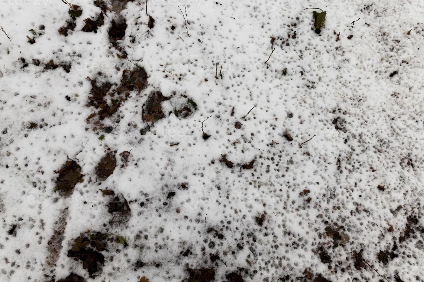rotten leaves under the snow photo