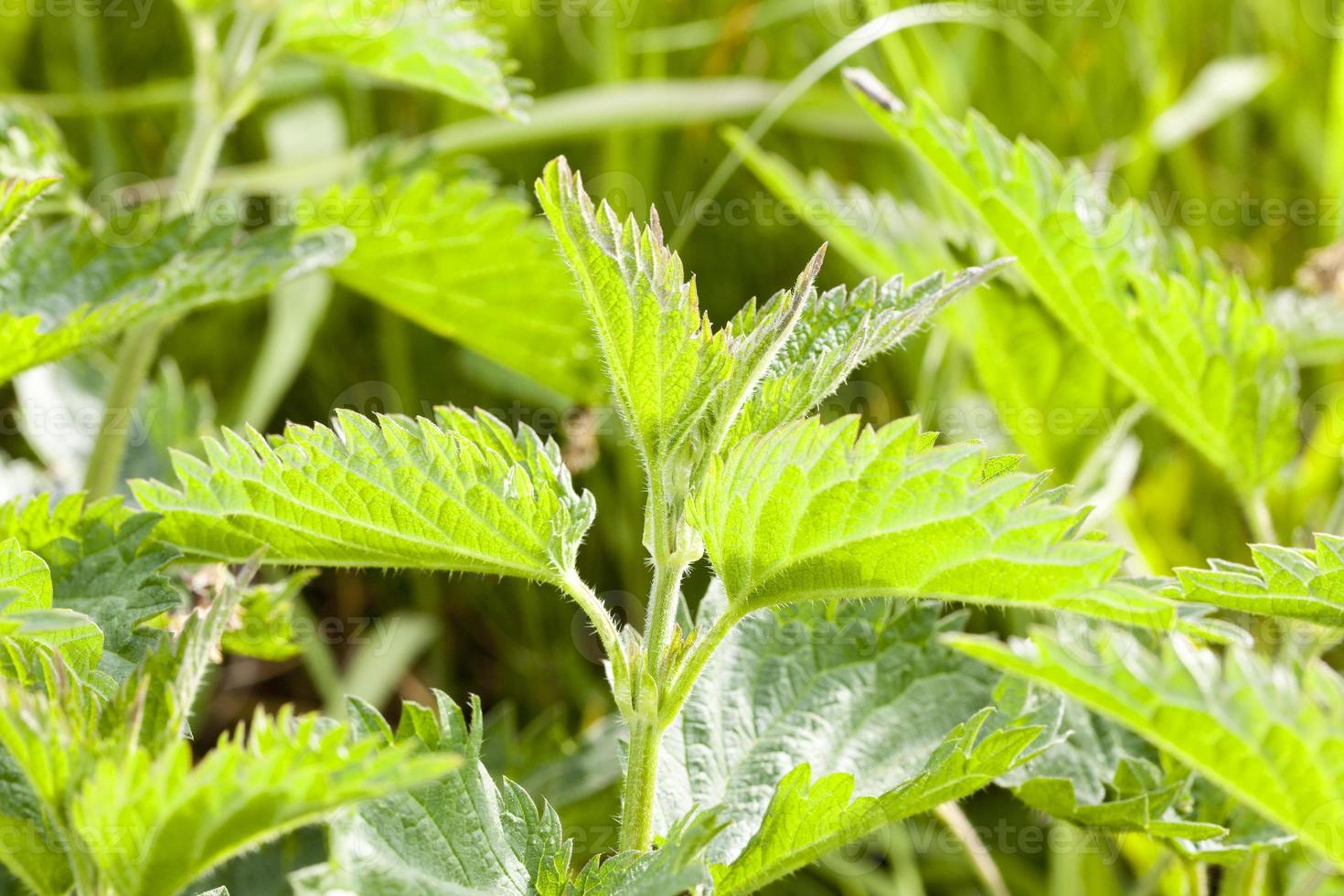 Green nettle, summer photo