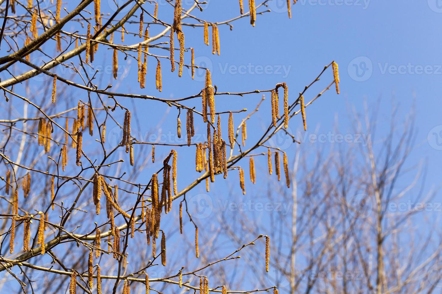 bloom of a birch photo