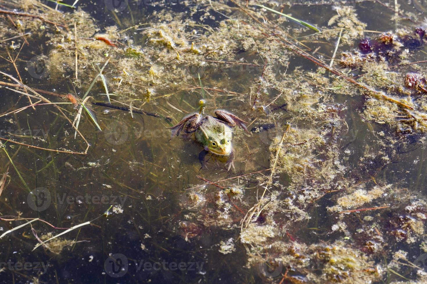 The green frog photo