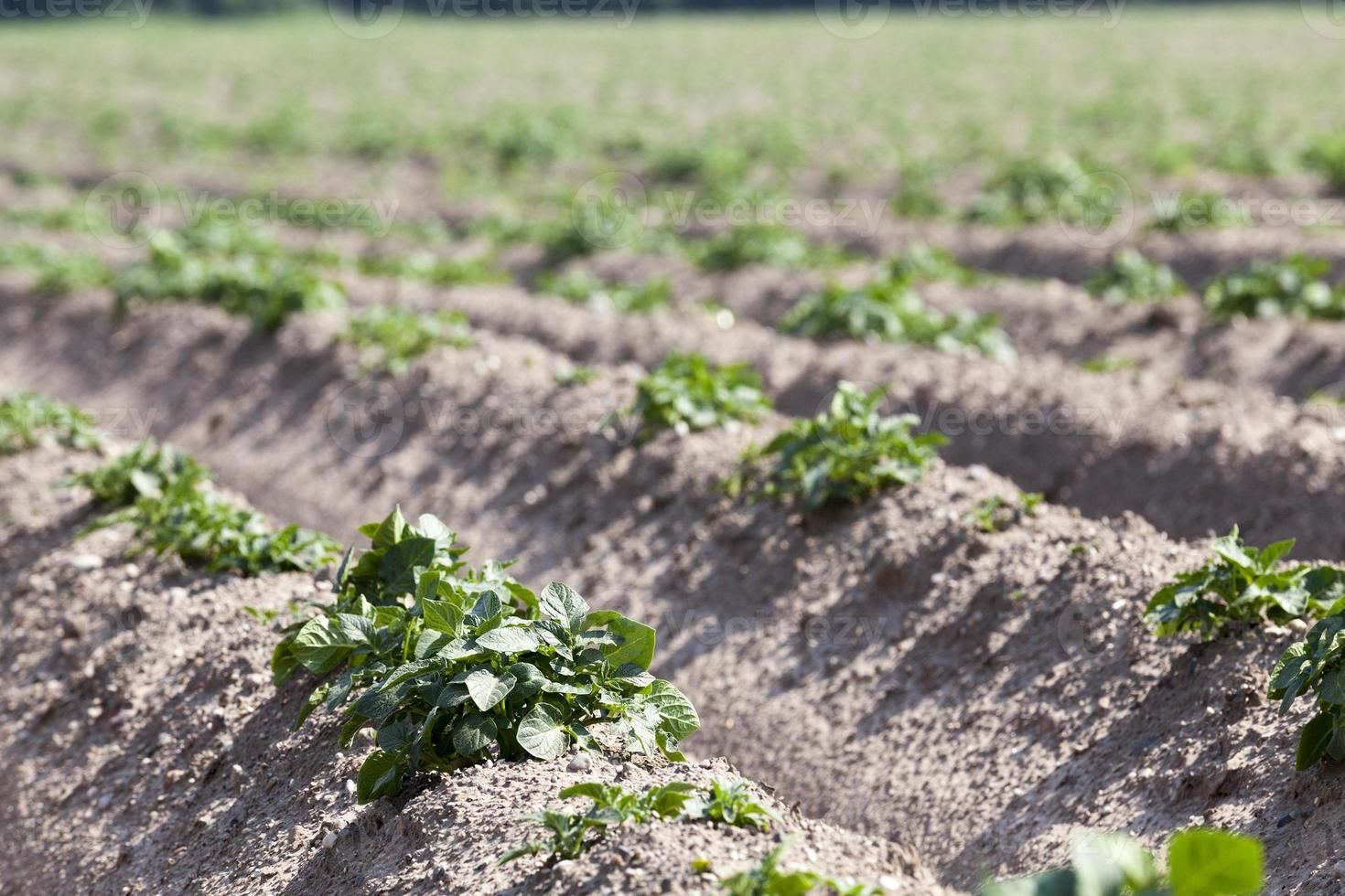 Field with potato photo