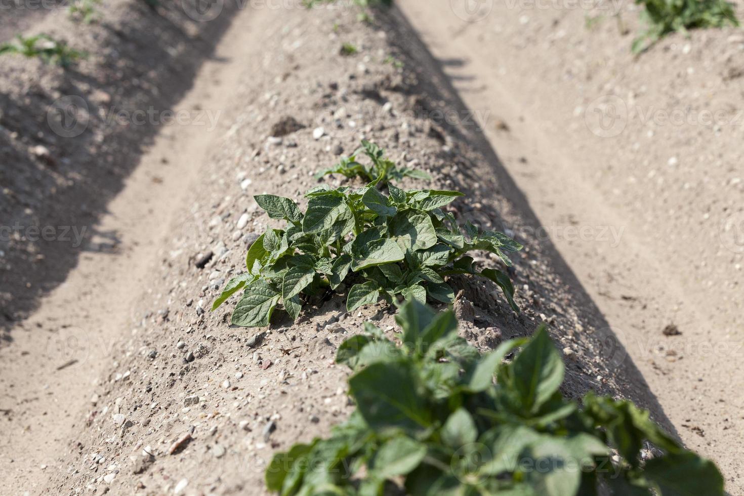 Field with potato photo