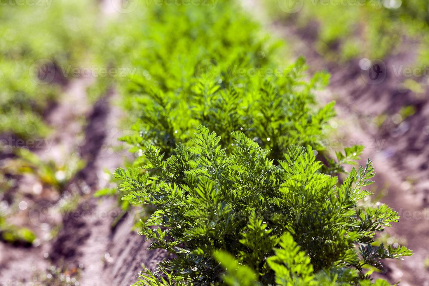 Field with carrot photo