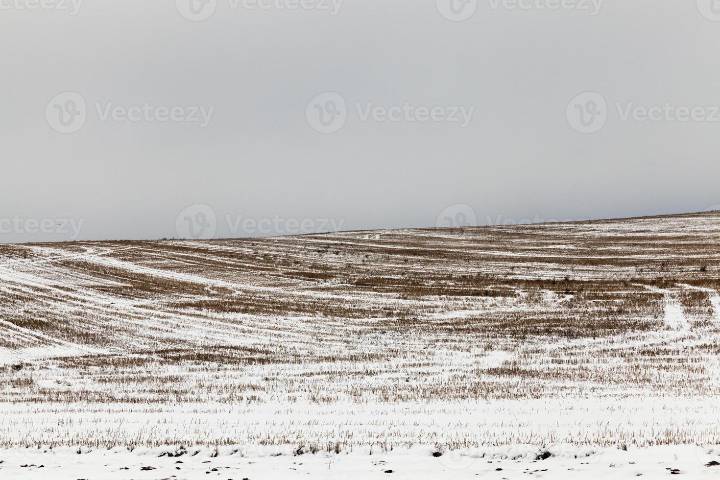 snow covered straw stubble photo