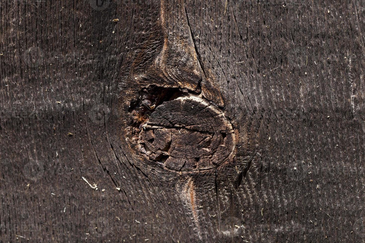 Old wall of boards black old tree trunk photo