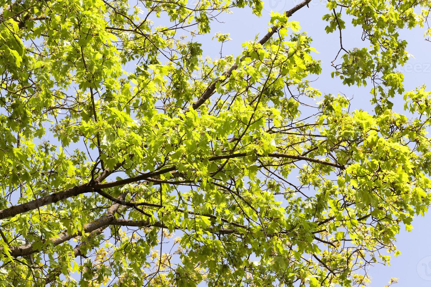 maple tree spring leaves photo
