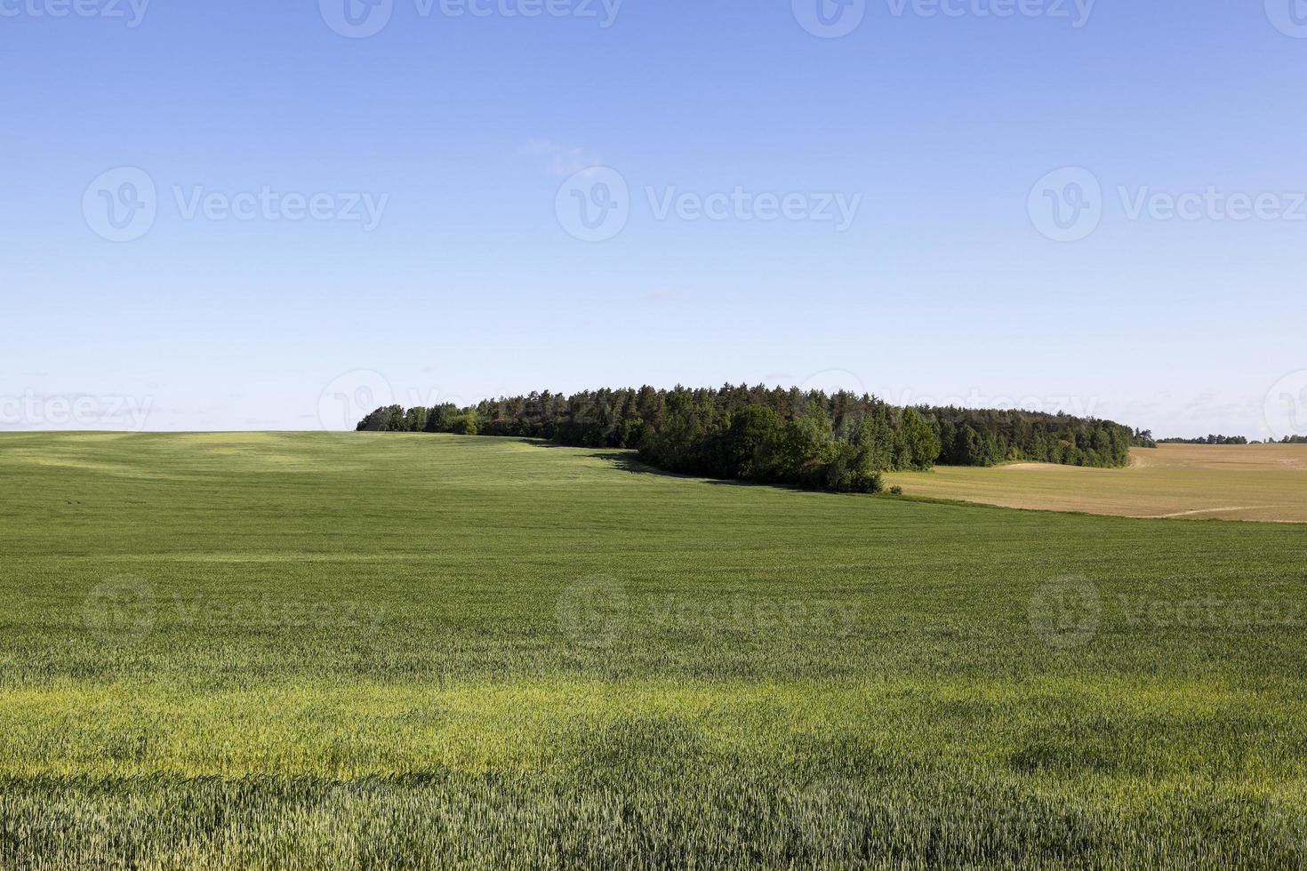 hierba verde inmadura foto