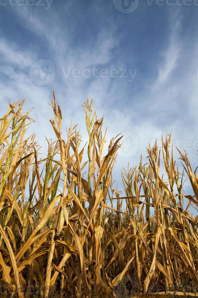 ripe yellow corn photo