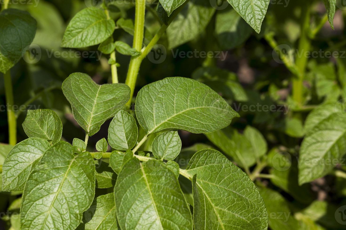 Field with potato photo