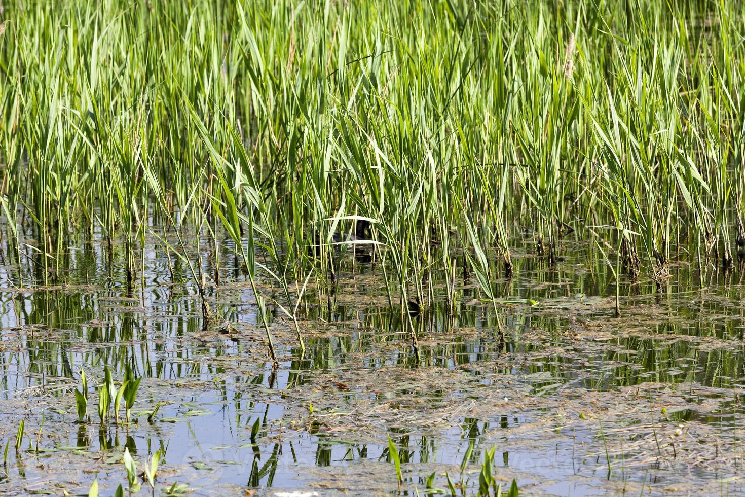 grass swamp spring photo