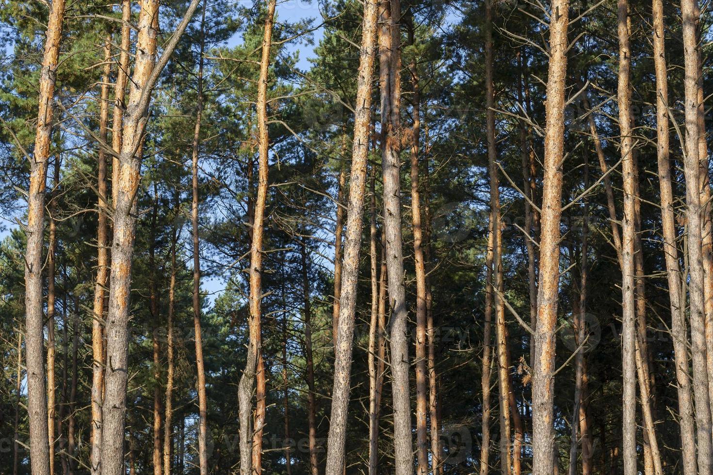 pine tree, close up photo