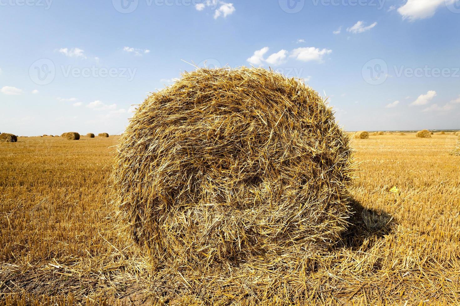 haystacks straw lying photo