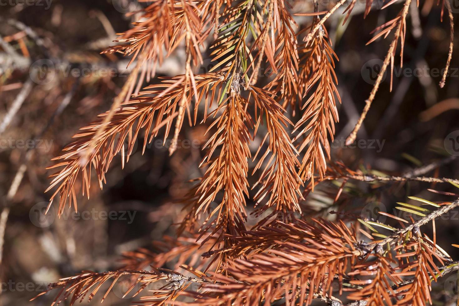 dried spruce, close-up photo