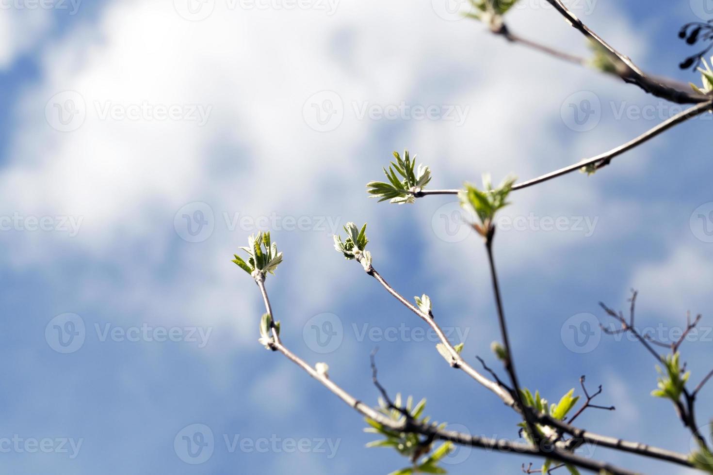 rama de primavera de serbal foto